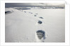 Polar Bear Tracks in Fresh Snow at Spitsbergen Island by Anonymous