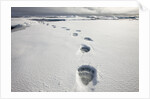 Polar Bear Tracks in Fresh Snow at Spitsbergen Island by Anonymous