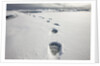 Polar Bear Tracks in Fresh Snow at Spitsbergen Island by Anonymous