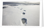 Polar Bear Tracks in Fresh Snow at Spitsbergen Island by Anonymous