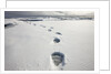 Polar Bear Tracks in Fresh Snow at Spitsbergen Island by Anonymous