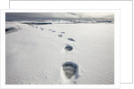 Polar Bear Tracks in Fresh Snow at Spitsbergen Island by Anonymous