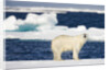 Wet Polar Bear on Pack Ice in the Svalbard Islands by Anonymous