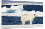 Wet Polar Bear on Pack Ice in the Svalbard Islands by Anonymous