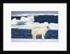 Wet Polar Bear on Pack Ice in the Svalbard Islands by Anonymous