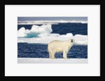 Wet Polar Bear on Pack Ice in the Svalbard Islands by Anonymous