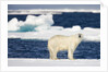 Wet Polar Bear on Pack Ice in the Svalbard Islands by Anonymous