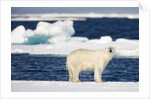 Wet Polar Bear on Pack Ice in the Svalbard Islands by Anonymous