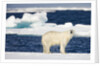 Wet Polar Bear on Pack Ice in the Svalbard Islands by Anonymous