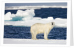 Wet Polar Bear on Pack Ice in the Svalbard Islands by Anonymous
