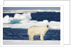 Wet Polar Bear on Pack Ice in the Svalbard Islands by Anonymous