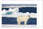 Wet Polar Bear on Pack Ice in the Svalbard Islands by Anonymous