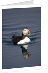 Atlantic Puffin Swimming in the Svalbard Islands by Anonymous