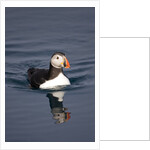 Atlantic Puffin Swimming in the Svalbard Islands by Anonymous
