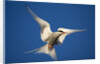 Arctic Tern in Flight by Anonymous