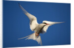 Arctic Tern in Flight by Anonymous