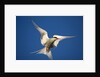 Arctic Tern in Flight by Anonymous