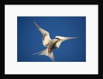 Arctic Tern in Flight by Anonymous