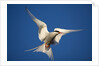 Arctic Tern in Flight by Anonymous