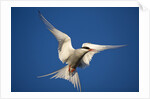 Arctic Tern in Flight by Anonymous