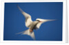 Arctic Tern in Flight by Anonymous