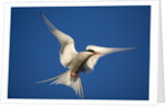 Arctic Tern in Flight by Anonymous