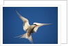 Arctic Tern in Flight by Anonymous
