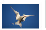 Arctic Tern in Flight by Anonymous