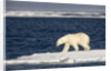 Polar Bear on Melting Pack Ice at Spitsbergen by Anonymous