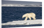 Polar Bear on Melting Pack Ice at Spitsbergen by Anonymous