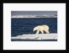 Polar Bear on Melting Pack Ice at Spitsbergen by Anonymous