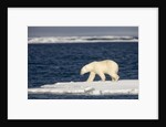 Polar Bear on Melting Pack Ice at Spitsbergen by Anonymous
