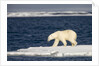 Polar Bear on Melting Pack Ice at Spitsbergen by Anonymous
