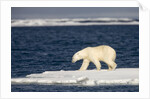 Polar Bear on Melting Pack Ice at Spitsbergen by Anonymous