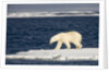 Polar Bear on Melting Pack Ice at Spitsbergen by Anonymous