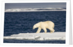 Polar Bear on Melting Pack Ice at Spitsbergen by Anonymous