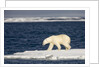Polar Bear on Melting Pack Ice at Spitsbergen by Anonymous