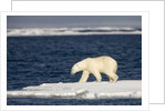 Polar Bear on Melting Pack Ice at Spitsbergen by Anonymous