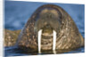 Walrus Swimming Near Tiholmane Island by Anonymous