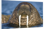 Walrus Swimming Near Tiholmane Island by Anonymous