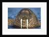 Walrus Swimming Near Tiholmane Island by Anonymous