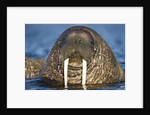 Walrus Swimming Near Tiholmane Island by Anonymous