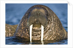 Walrus Swimming Near Tiholmane Island by Anonymous