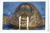 Walrus Swimming Near Tiholmane Island by Anonymous