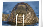 Walrus Swimming Near Tiholmane Island by Anonymous