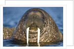Walrus Swimming Near Tiholmane Island by Anonymous