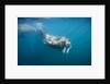 Walrus Swimming Underwater Near Tiholmane Island by Anonymous