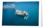 Walrus Swimming Underwater Near Tiholmane Island by Anonymous