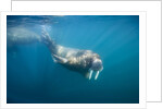 Walrus Swimming Underwater Near Tiholmane Island by Anonymous