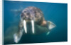 Walrus Swimming Underwater Near Tiholmane Island by Anonymous